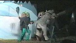 Devils run away